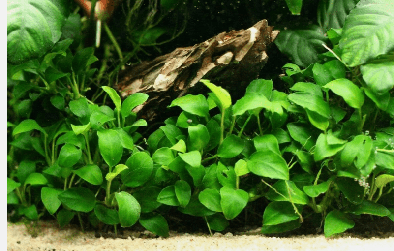 Anubias Barteri Round Leaf Live Aquarium Plant, Easy Freshwater Fish Tank Plant