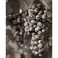 thumbnail image 3 of Blaustein, Alan 12x14 Black Modern Framed Museum Art Print Titled - Grapes - 24, 3 of 5