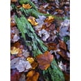 thumbnail image 2 of Rotenberg, Nancy 25x32 Gold Ornate Wood Framed with Double Matting Museum Art Print Titled - Fallen leaves and lichen log, Acadia NP, Maine, 2 of 4