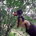 thumbnail image 3 of Máquina de injerto de árboles frutales portátil Máquina de injerto de plántulas de injerto de jardín con tijeras de corte de follaje Juego de herramientas de corte de injerto (cizalla de injerto) XianweiShao 8390615112871, 3 of 5