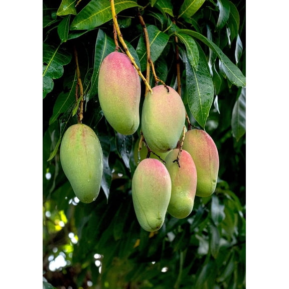 Valencia pride Grafted Mango Tree. 3 Gallon pot. Ship to all states