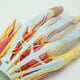 thumbnail image 3 of Modelo Anatómico de Esqueleto de Mano con Músculos, Ligamentos, Nervios y Vasos Sanguíneos, Material Didáctico para los Músculos Óseos de la Mano, 3 of 5