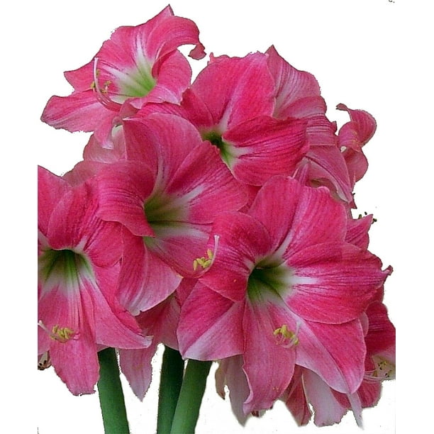 Neon Rose Amaryllis Bulb Exotic 26/+ cm