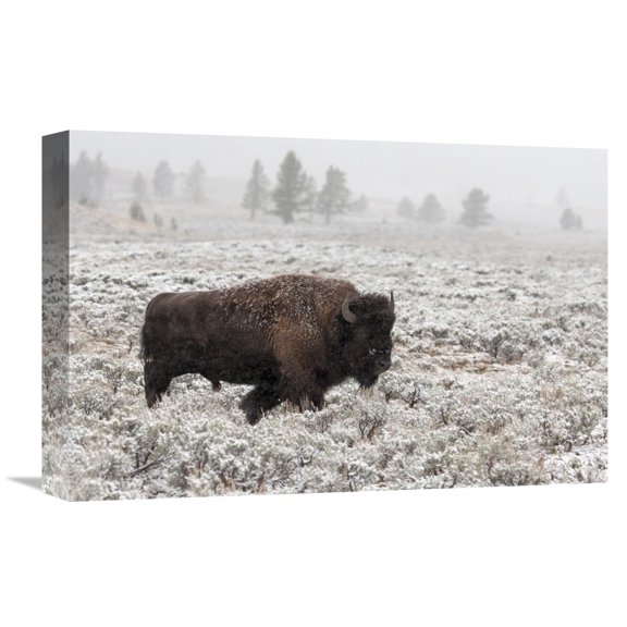 Global Gallery Alfred Forns,'Late Fall Yellowstone' Stretched Canvas Artwork