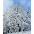 thumbnail image 2 of Talbot Frank, Christopher 20x23 Black Ornate Wood Framed with Double Matting Museum Art Print Titled - California, Cleveland NF Snow-covered trees, 2 of 4