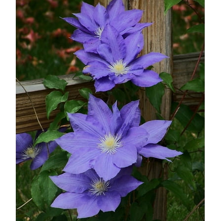 H.F. Young Clematis Vine - 2.5" Pot - Huge Wedgewood Blue Flowers
