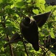 thumbnail image 2 of DYNWAVECA FLYING PIGEON DECOY WITH ROTARY -SHOOTING ACCESSORIES - PIGEON SHOOTING, 2 of 10