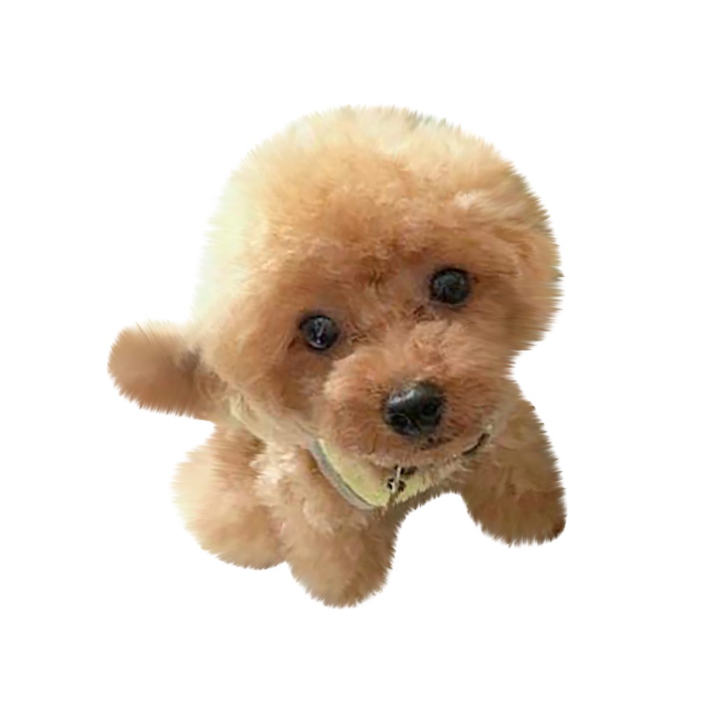 toy teddy dog