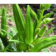 thumbnail image 1 of HJADGG 30 Lady Finger, Okra Seeds for Planting-Non-GMO, Heirloom, High-Yield Vegetable Seeds for Gardens & Climate, 1 of 5
