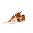 thumbnail image 2 of Little Basenji Puppy Brindle Wall Mural by Wallmonkeys Peel and Stick Graphic (18 in W x 12 in H) WM173019, 2 of 4