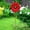 Red#2, variant on XiYing Metal Garden Flower Stake | Blue Sunflower Outdoor Decor | Rust-Proof Iron Courtyard Decoration | Easy 3-Part Assembly | Lifelike Spring Ornament for Yard, Garden, Patio