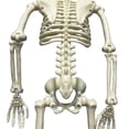 thumbnail image 3 of Modelo flexible de esqueleto humano de 40 cm de altura - Anatomía médica anatómica a tamaño real, 3 of 4