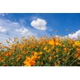 thumbnail image 3 of Cosmos Sulphur Klondyke Orange Flower Seeds, 100 Seeds Per Packet, isla's Garden Seeds, 3 of 6