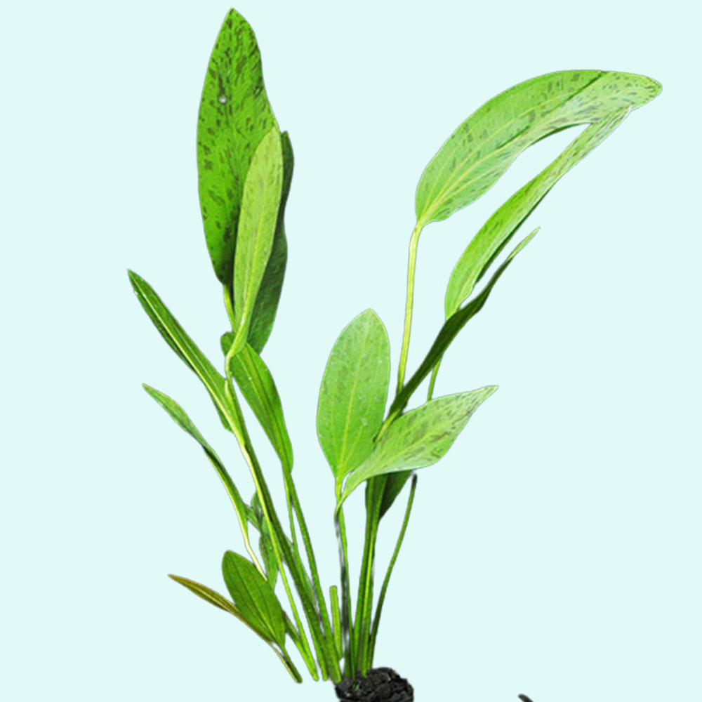 Green Ozelot (Echinodorus) Pot Live Aquarium Plants - image 3 of 12