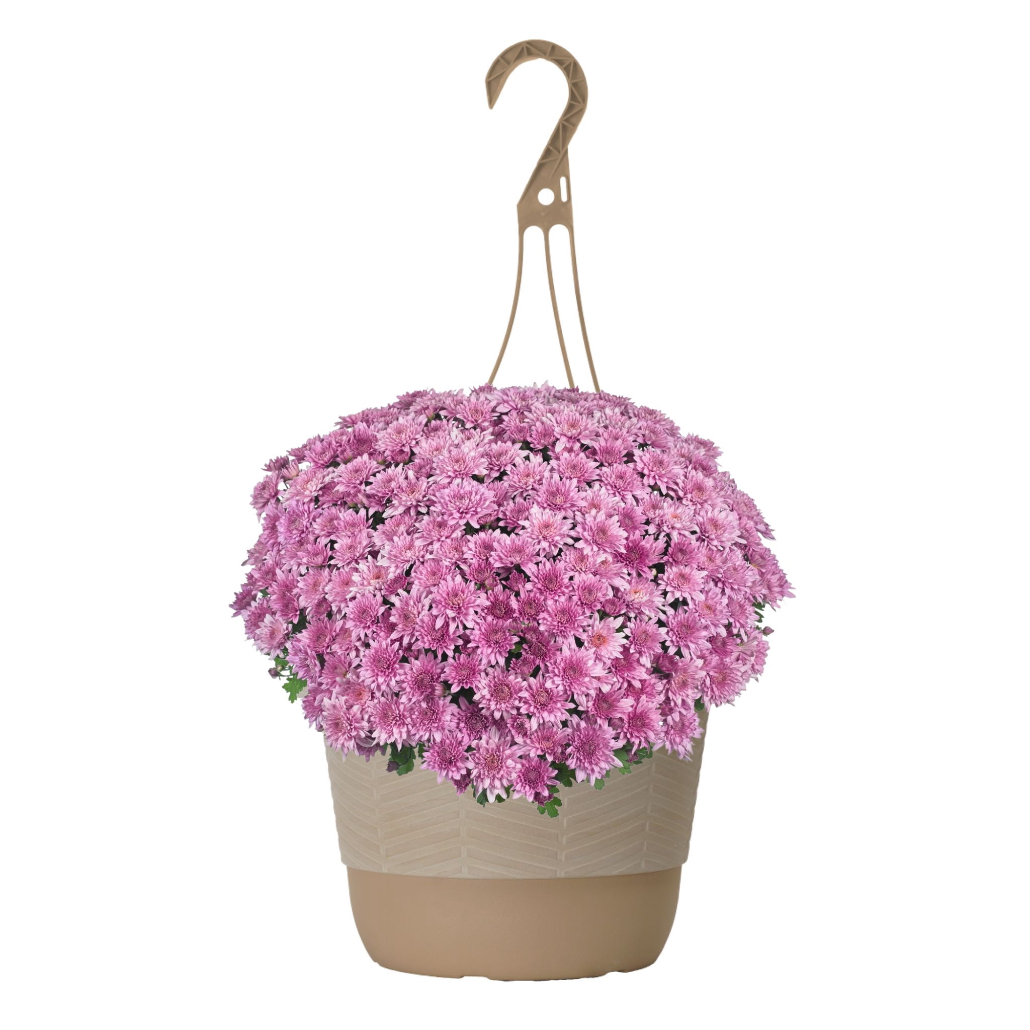 Better Homes & Gardens 1.5G Pink Mum Live Plant Hanging Basket Full Sun