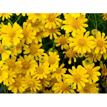 Seedville 1000 Dahlberg Daisy Flower Seeds, Yellow Gold Carpet