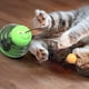 thumbnail image 3 of Pet Rocking Leaky Ball Tumbler Funny Cat Stick-Shaking Green Xemadio 2034919-3, 3 of 8