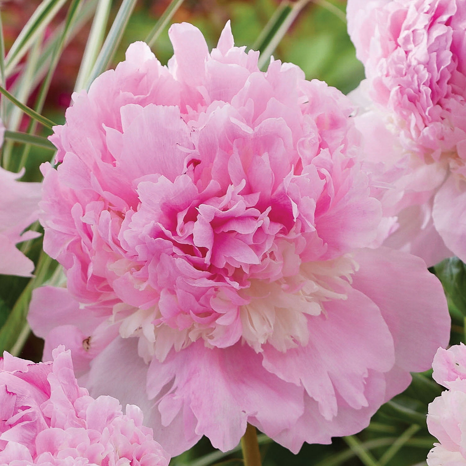 Expert Gardener Dormant Peony Sorbet Bare Root, Multi-Color Perennial