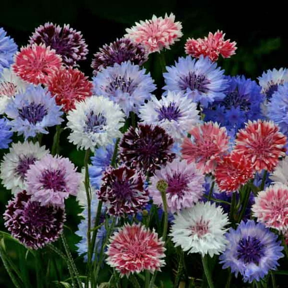 Bachelor Button Cornflower Artistic Drought Tolerant Garden Flower Plant Seed Mix - 500 Seeds