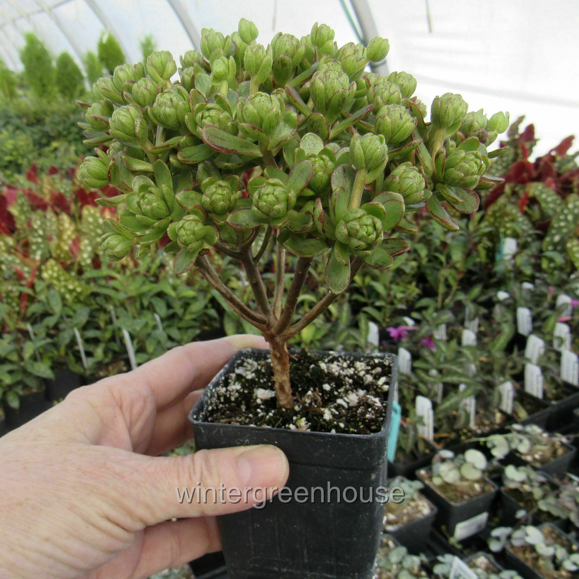 Aeonium Lindleyi Var. Viscatum, Irish Bouquet, Saucer Plant - Pot Size: 3" (2.6x3.5") - Plants, Succulents - image 4 of 6