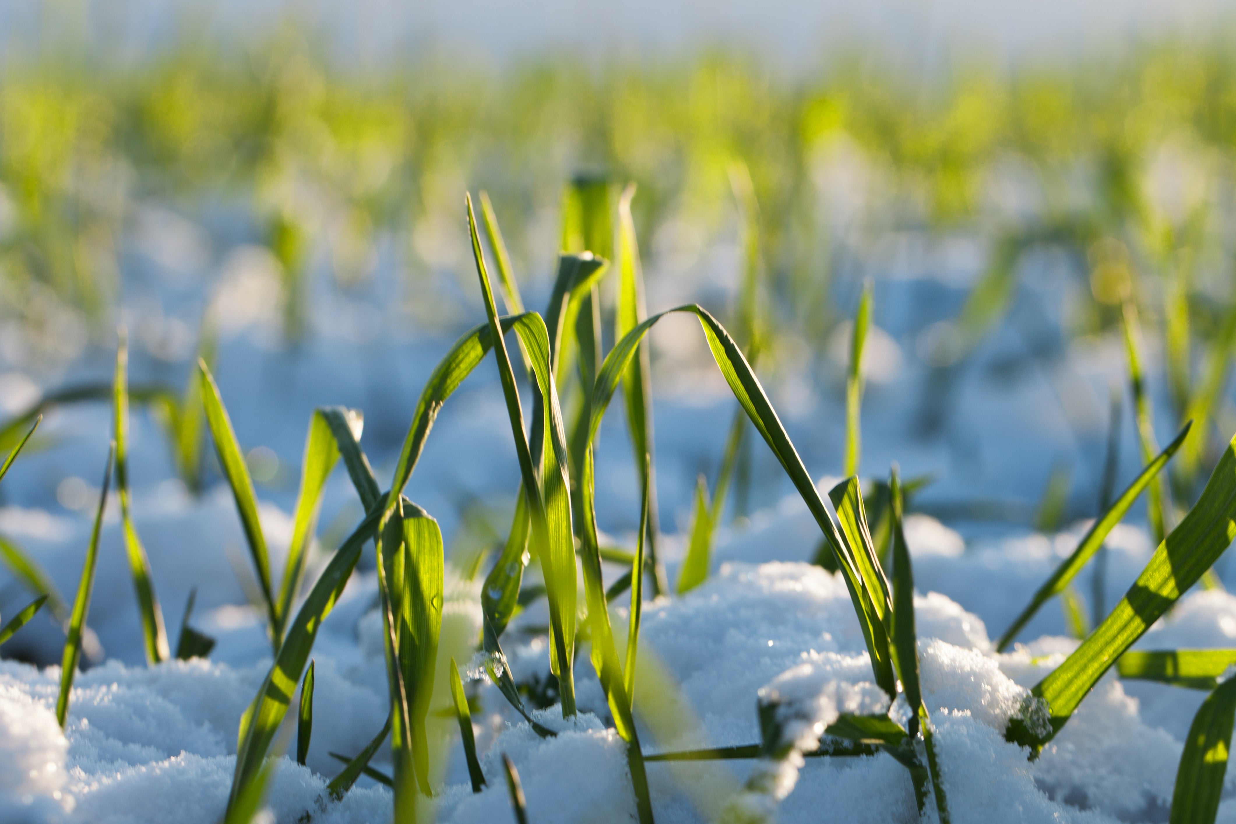 Hale Habitat & Seed Winter Wheat Food Plot Seed, 5 lbs