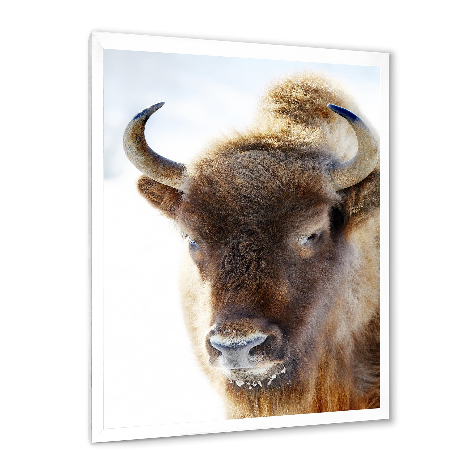 Designart 'Close UP Of Wild Bison' Farmhouse Framed Art Print