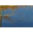 thumbnail image 2 of Jones, Adam 14x11 White Modern Wood Framed Museum Art Print Titled - Golden reeds reflecting on still water-Lake Apopka Wildlife Drive-Apopka-Florida, 2 of 4