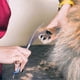 thumbnail image 4 of 6 in 1 Professional Stainless Steel Safety Round Tip Dog Grooming Scissors Kit, for Dog & Cat Grooming, 4 of 5