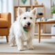 thumbnail image 4 of Pelota saltarina para perros con sonido, luz y duraderos, juguete interactivo de entrenamiento para perros, de plástico, con temática navideña., 4 of 6