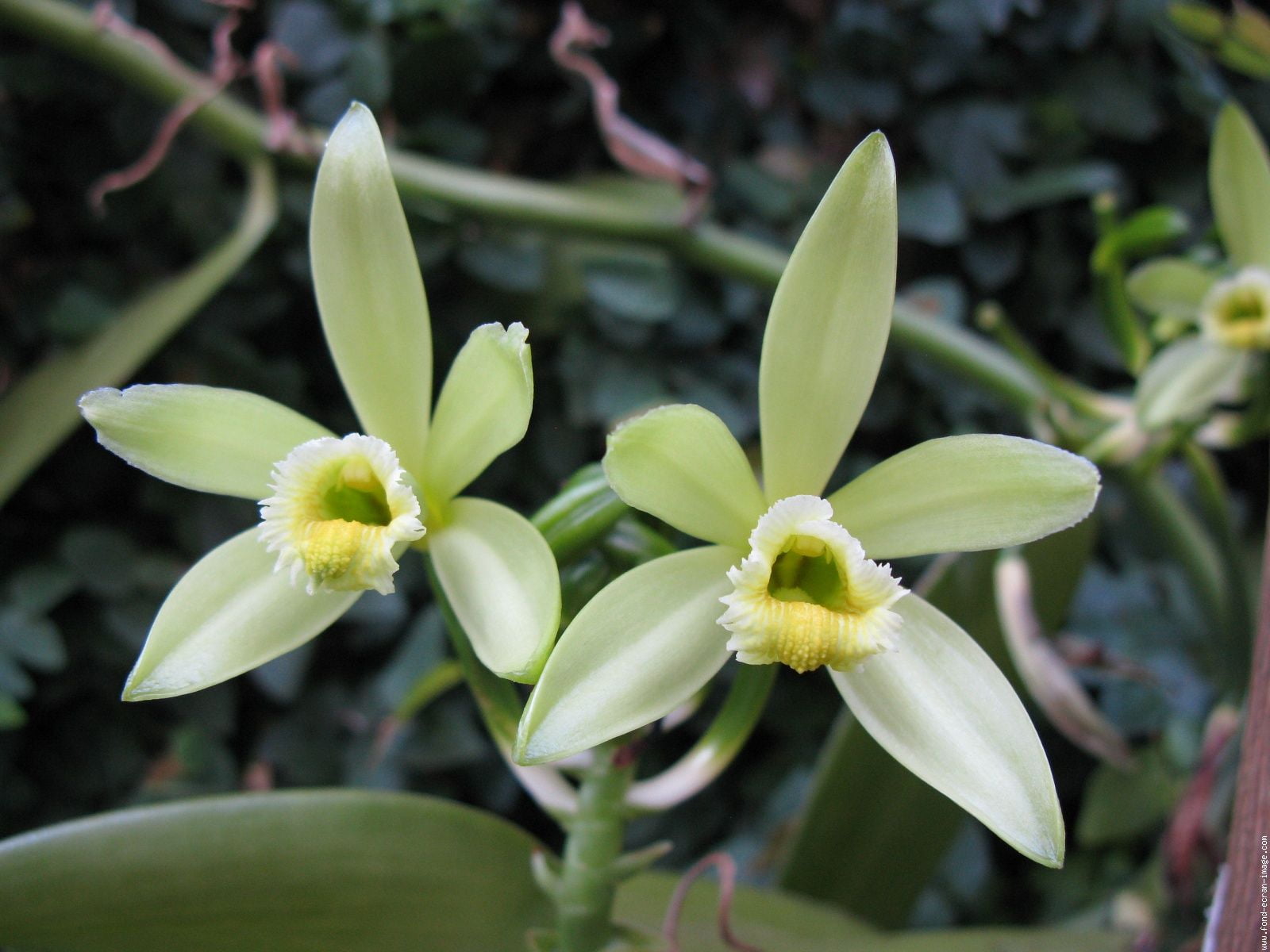 Organic Vanilla Orchid -Vanilla planifolia- Live Starter Plant