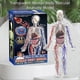 thumbnail image 3 of Human Body Structure Model with Blood Vessels, DIY Assembled Human Torso Anatomy Figure Children's Science Teaching Model Toys, 3 of 4