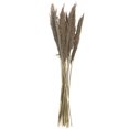 thumbnail image 6 of 35" Grass Dried Plant Natural Foliage Pampas Bouquet with Long Stems, by DecMode, 6 of 7