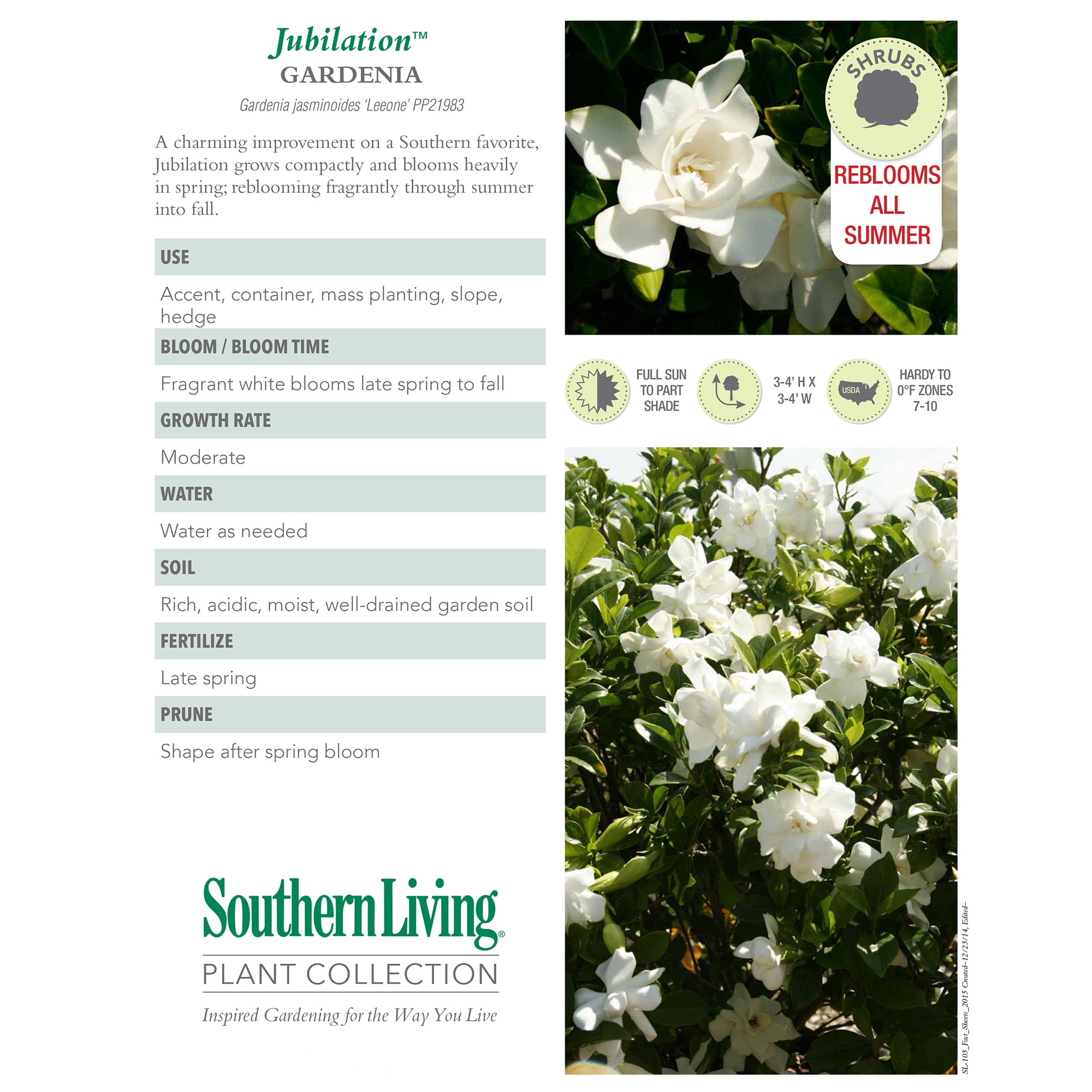 Southern Living Jubilation Gardenia Live Shrub in 2-Gallon Grower Pot