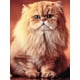 thumbnail image 3 of Evershine - Kit de bordado de diamantes con diseño de gato 5D, para manualidades, con diseño completo de animales, para punto de cruz, diseño de mosaico de diamantes de imitación, para decoración del, 3 of 5
