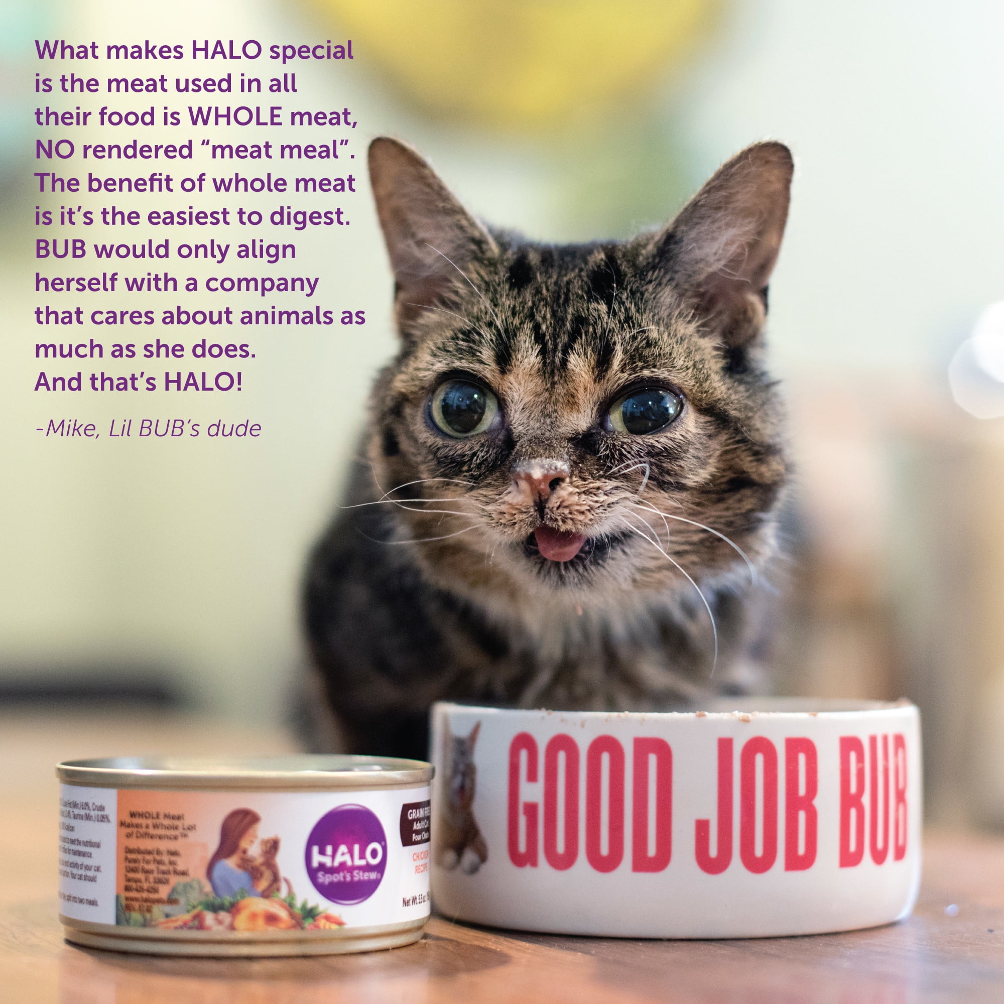 Cat food top without rendered meat