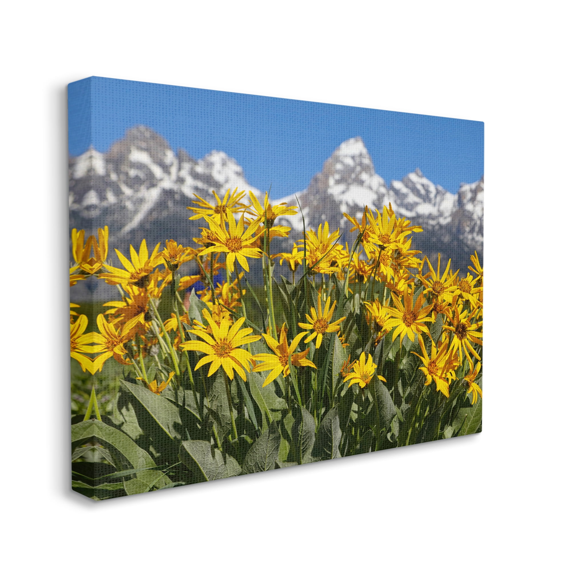 Stupell Industries Daisy Meadow & Mountains Landscape Photography Gallery Wrapped Canvas Art Print Wall Art, 20 x 16
