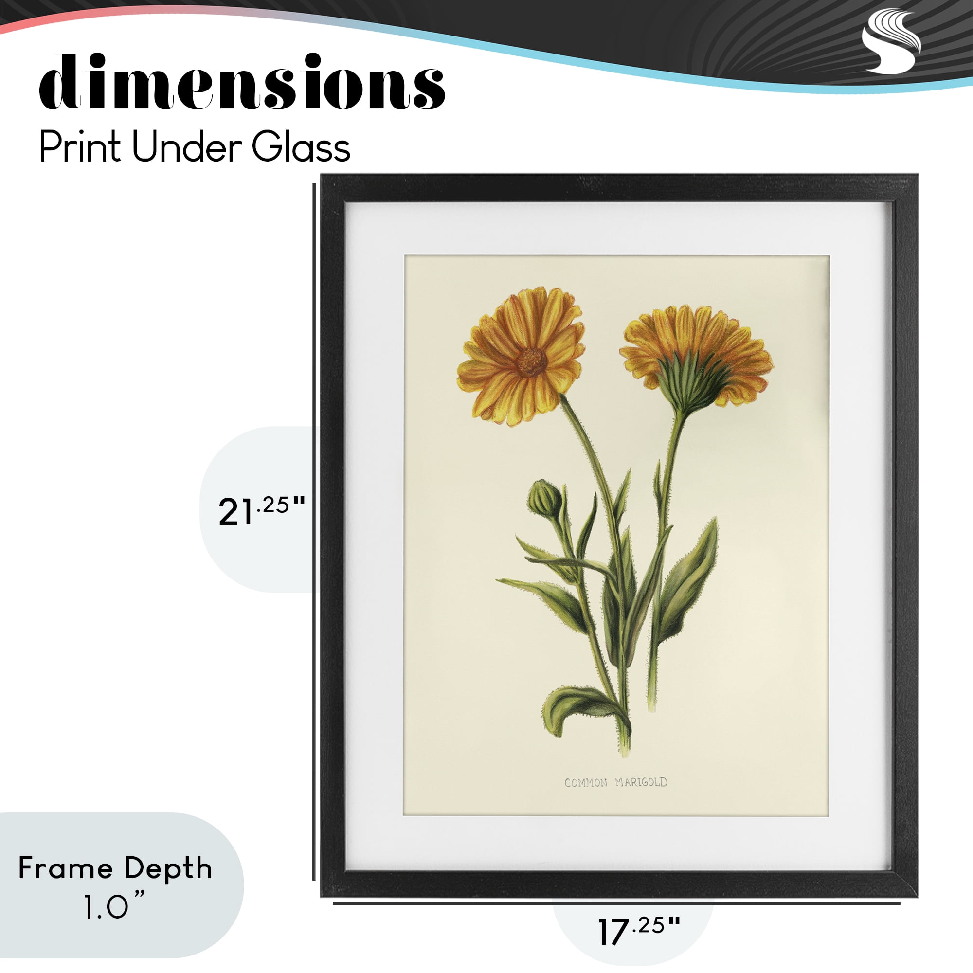 Stupell Industries Twin Marigold Blooms Black Framed Print Under Glass, design by Connie Resch