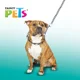 thumbnail image 2 of Collar De Entrenamiento Para Perro Con Puas 4.0 Mm/60 Cm Color Acero cromado, 2 of 2