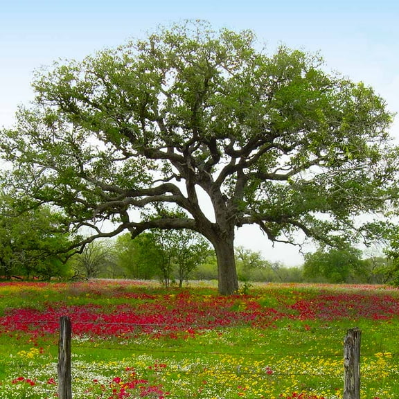 Brighter Blooms - Live Oak Tree, 4-5 ft. - No Shipping to AK, AZ, CA, FL, HI, LA, OR, WI