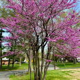 thumbnail image 3 of Eastern Redbud Tree Live Plant, Flowering Ornamental Plants, 8 to10 Inches in Height, Quart Pot For Outdoor Garden, 3 of 6