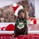 thumbnail image 3 of 2 piezas de toalla navideña para mascotas, toallita a cuadros para perros, bufanda para gatos, accesorios para fiestas navideñas, 3 of 5
