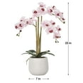 thumbnail image 4 of Torre & Tagus Phalaenopsis Potted 23" Triple Stem Orchid-Pink, 4 of 4