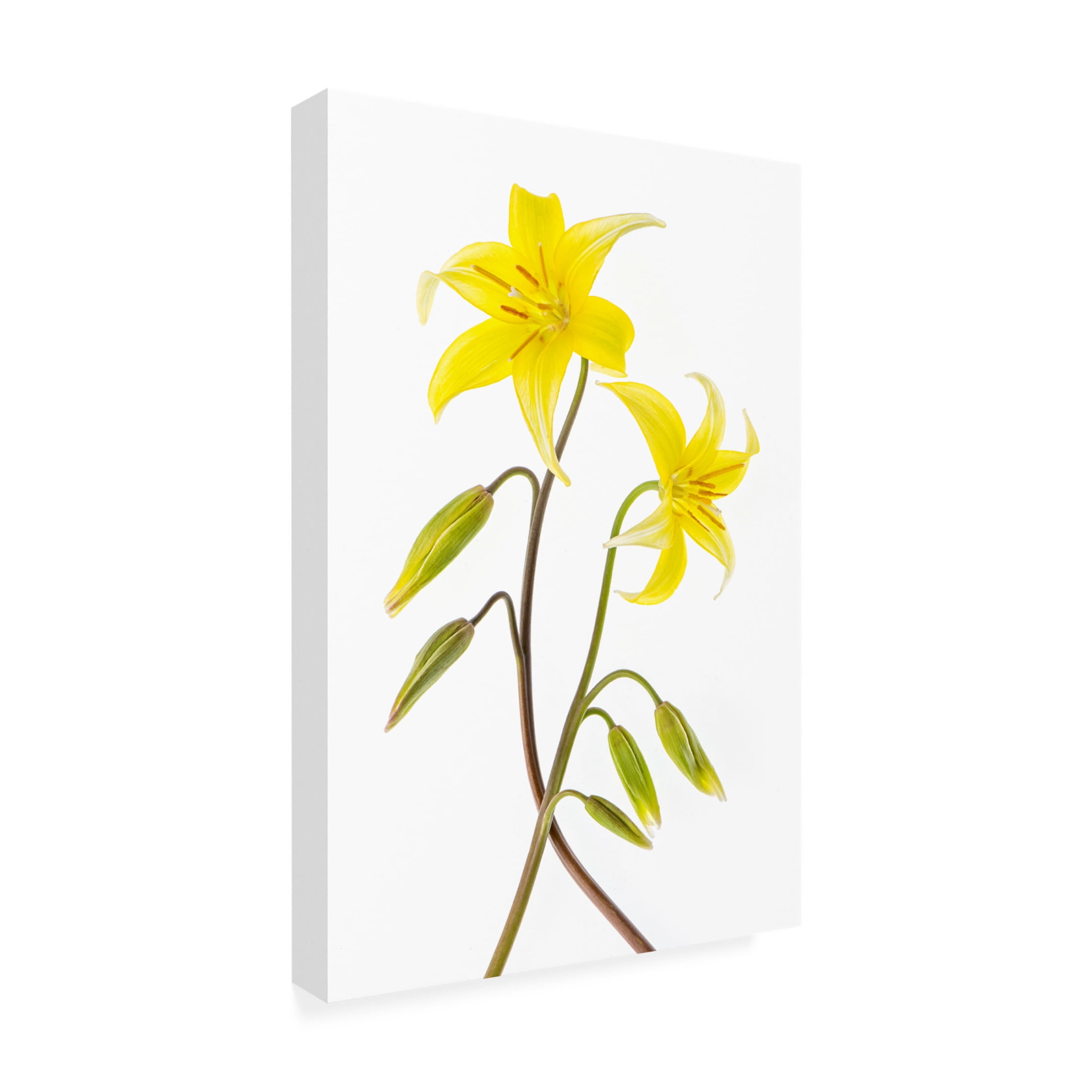 Trademark Fine Art Jacky Parker Dogtooth Violet Canvas Wall Art