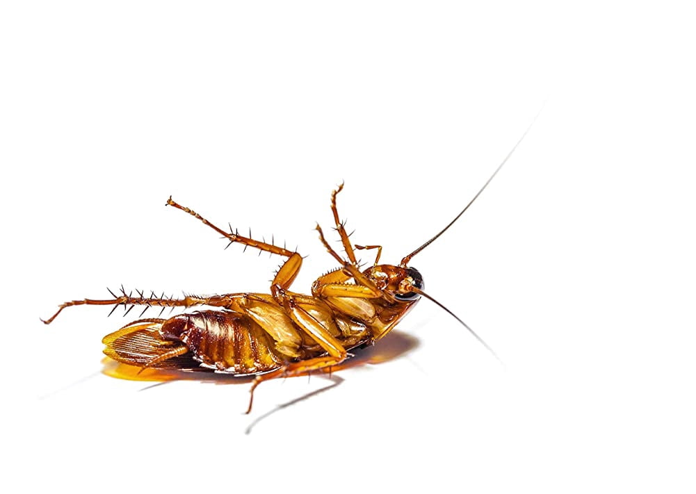 Enforcer Roach Ridd with Boric Acid - 16 oz (Case of 12) RR16 - Long Lasting Protection Against Cockroaches, Ants and Silverfish