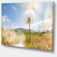thumbnail image 2 of Blooming Dandelion under Bright Sky - Floral Canvas Art Print, 2 of 3