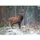 thumbnail image 1 of Taladro de pintura de diamante (DE5569) Kit completo de mosaico DIY Lost Fawn Picture Round 5D Craft 50x70cm FLhrweasw Nuevo, 1 of 1