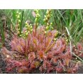 thumbnail image 2 of 10 CARNIVOROUS SUNDEW PLANT Drosera Flower Seeds, 2 of 5