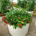 thumbnail image 4 of Vego Garden 32" Extra Tall 42" Wide Round Metal Raised Gardening Bed Kit- Pearl White, 4 of 10