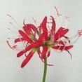 thumbnail image 4 of Wedding Other Shore Flower DIY Silk Photography Decoration Artificial Flowers Simulation Manzhushahua Pseudo  Lycoris Bouquet 60cm RED STAMEN, 4 of 8
