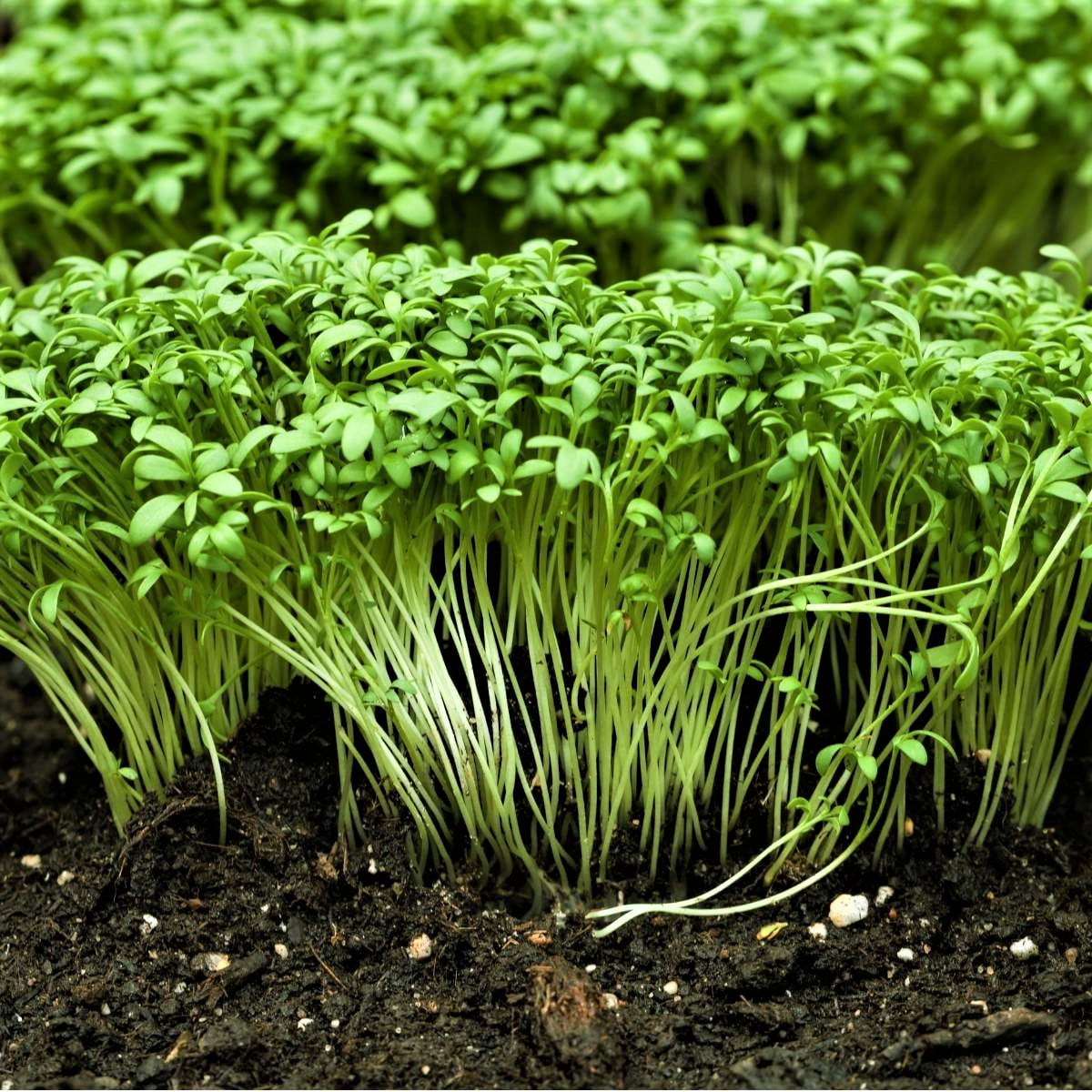 Curled Cress Plant Seeds - 100 Count Seed Pack - A Rather Fast-Growing,  Edible herb. - Country Creek LLC - Walmart.com